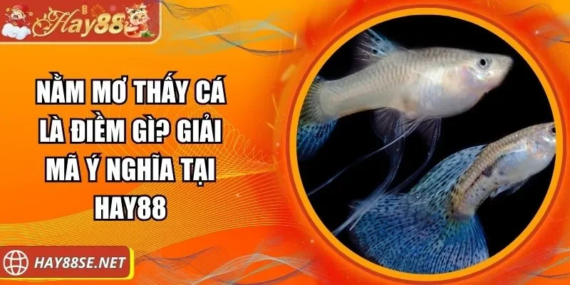 nam-mo-thay-ca-la-diem-gi-anh-dai-den