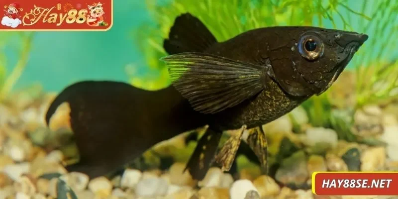 nam-mo-thay-ca-la-diem-gi-ca-chep