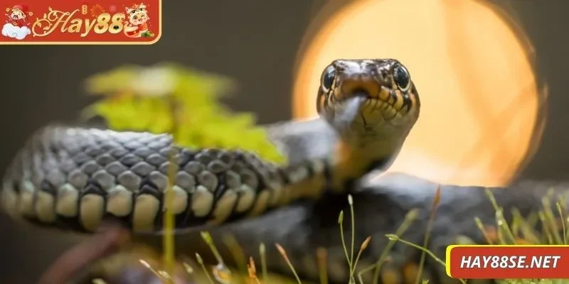 nam-mo-thay-ran-can-vao-tay-bo-tui-loi-khuyen