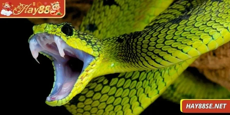 nam-mo-thay-ran-can-vao-tay-nhieu-nguoi-quan-tam