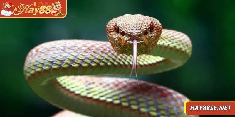 nam-mo-thay-ran-can-vao-tay-ran-doc-can